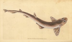 القرش الصغير المرقط ، Scyliorhinus canicula (القرش الأصغر المبقع ، Squalus catulus). لوح نحاسي ملون يدويًا رسمه ونقشه إدوارد دونوفان من كتابه "التاريخ الطبيعي للأسماك البريطانية" ، دونوفان وإف سي و ج.