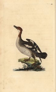Smew ، Mergellus albellus ، أنثى. لوح نحاسي ملون يدويًا رسمه ونقشه إدوارد دونوفان من كتابه "التاريخ الطبيعي للطيور البريطانية" ، لندن بواسطة إدوارد دونوفان