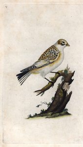 سنو سبارو. Plectrophenax nivalis (Emberiza nivalis). نقش على النحاس بواسطة إدوارد دونوفان (1768-1837) ، نُشر في Histoire naturelle des oiseaux britanniques ، لندن بواسطة إدوارد دونوفان