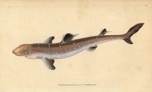 كلب البحر الشوكي ، Squalus acanthias (أسماك القرش أو أسماك الكلب المختارة). غير حصين. لوح نحاسي ملون يدويًا رسمه ونقشه إدوارد دونوفان من كتابه "التاريخ الطبيعي للأسماك البريطانية" ، دونوفان وإف سي وجيه. ريفينغتون ، لندن