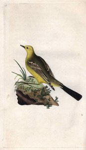 ذعرة الربيع. موتاسيلا فلافا. نقش على النحاس بواسطة إدوارد دونوفان (1768-1837) ، نُشر في التاريخ الطبيعي للطيور البريطانية ، لندن بواسطة إدوارد دونوفان