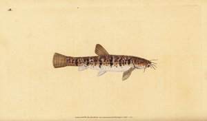 لوش الحجر ، بارباتولا بارباتولا (مكان الملتحي ، Cobitis barbatula). لوح نحاسي ملون يدويًا رسمه ونقشه إدوارد دونوفان من كتابه "التاريخ الطبيعي للأسماك البريطانية" ، دونوفان وإف سي و ج. بواسطة إدوارد دونوفان