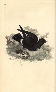 عاصفة طائر النوء ، Hydrobates pelagicus. لوح نحاسي ملون يدويًا رسمه ونقشه إدوارد دونوفان من كتابه "التاريخ الطبيعي للطيور البريطانية" ، لندن بواسطة إدوارد دونوفان