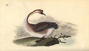 أوزة البجعة ، أنسر cygnoides ، عرضة للخطر. لوح نحاسي ملون يدويًا رسمه ونقشه إدوارد دونوفان من كتابه "التاريخ الطبيعي للطيور البريطانية" ، لندن بواسطة إدوارد دونوفان