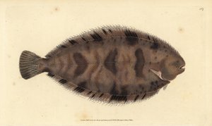 نعل سميك ، نوع Microchirus (وحيد متنوع ، Pleuronectes variegatus). لوح نحاسي ملون يدويًا رسمه ونقشه إدوارد دونوفان من كتابه "التاريخ الطبيعي للأسماك البريطانية" ، دونوفان وإف سي و ج. بواسطة إدوارد دونوفان