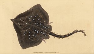 تزلج Thornback ، رجا كلافاتا. بالقرب هددت. لوح نحاسي ملون يدويًا رسمه ونقشه إدوارد دونوفان من كتابه "التاريخ الطبيعي للأسماك البريطانية" ، دونوفان وإف سي و ج. بواسطة إدوارد دونوفان