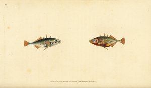 أبو شوكة ثلاثي الأشواك ، Gasterosteus aculeatus. لوح نحاسي ملون يدويًا رسمه ونقشه إدوارد دونوفان من كتابه "التاريخ الطبيعي للأسماك البريطانية" ، دونوفان وإف سي و ج. بواسطة إدوارد دونوفان