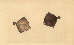 Turbot ، Scophthalmus maximus (Cyclops flounder ، Pleuronectes cyclops). لوح نحاسي ملون يدويًا رسمه ونقشه إدوارد دونوفان من كتابه "التاريخ الطبيعي للأسماك البريطانية" ، دونوفان وإف سي و ج. بواسطة إدوارد دونوفان