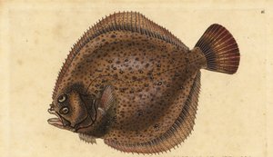 Turbot ، Scophthalmus maximus (Pleuronectes maximus). لوح نحاسي ملون يدويًا رسمه ونقشه إدوارد دونوفان من كتابه "التاريخ الطبيعي للأسماك البريطانية" ، دونوفان وإف سي و ج. بواسطة إدوارد دونوفان