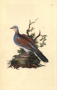حمامة السلحفاة ، Streptopelia turtur. لوح نحاسي ملون يدويًا رسمه ونقشه إدوارد دونوفان من كتابه "التاريخ الطبيعي للطيور البريطانية" (1794-1819). كان إدوارد دونوفان (1768-1837) عالم حيوانات وكاتبًا وفنانًا ونقاشًا أنجلو إيرلنديًا هاوٍ. كتب بواسطة إدوارد دونوفان