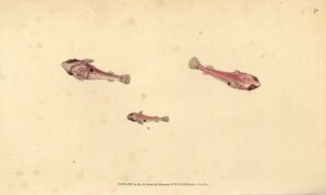 سمكة clingfish ذات النقطتين ، Diplecogaster bimaculata bimaculata (مصاصة Bimaculated ، Cyclopterus bimaculatus). لوح نحاسي ملون يدويًا رسمه ونقشه إدوارد دونوفان من كتابه "التاريخ الطبيعي للأسماك البريطانية" ، دونوفان وإف سي و ج. بواسطة إدوارد دونوفان