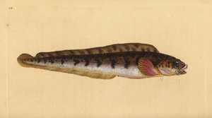 ثعبان السمك Viviparous ، Zoarces viviparus (Viviparus blenny ، Blennius viviparus). لوح نحاسي ملون يدويًا رسمه ونقشه إدوارد دونوفان من كتابه "التاريخ الطبيعي للأسماك البريطانية" ، دونوفان وإف سي وجيه. ريفينغتون ، لندن بواسطة إدوارد دونوفان