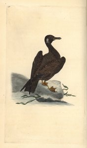 نورس واجل ، شاب من النورس الأسود العظيم ، Larus marinus. لوح نحاسي ملون يدويًا رسمه ونقشه إدوارد دونوفان من كتابه "التاريخ الطبيعي للطيور البريطانية" ، لندن بواسطة إدوارد دونوفان