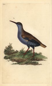 السكك الحديدية المائية ، Rallus aquaticus. لوح نحاسي ملون يدويًا رسمه ونقشه إدوارد دونوفان من كتابه "التاريخ الطبيعي للطيور البريطانية" ، لندن بواسطة إدوارد دونوفان
