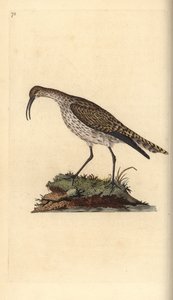 Whimbrel ، نومينيوس فيوبوس. لوح نحاسي ملون يدويًا رسمه ونقشه إدوارد دونوفان من كتابه "التاريخ الطبيعي للطيور البريطانية" ، لندن بواسطة إدوارد دونوفان