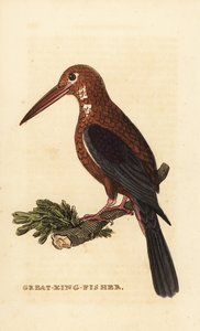 الرفراف ذو الحلق الأبيض ، Halcyon Smyrnensis بواسطة إدوارد دونوفان