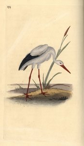 اللقلق الأبيض ، Ciconia ciconia. لوح نحاسي ملون يدويًا رسمه ونقشه إدوارد دونوفان من كتابه "التاريخ الطبيعي للطيور البريطانية" ، لندن بواسطة إدوارد دونوفان