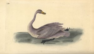 البجعة البرية (غير ناضجة) ، Cygnus cygnus ، مع ريش في مرحلة انتقالية إلى الأبيض. لوح نحاسي ملون يدويًا رسمه ونقشه إدوارد دونوفان من كتابه "التاريخ الطبيعي للطيور البريطانية" ، لندن بواسطة إدوارد دونوفان