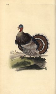 الديك الرومي البري ، Meleagris gallopavo. لوح نحاسي ملون يدويًا رسمه ونقشه إدوارد دونوفان من كتابه "التاريخ الطبيعي للطيور البريطانية" ، لندن بواسطة إدوارد دونوفان