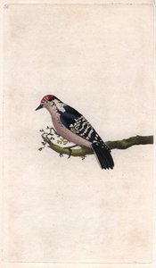نقار الخشب. Dendrocopos طفيفة (بيكوس صغير). نقش على النحاس بواسطة إدوارد دونوفان (1768-1837) ، نُشر في التاريخ الطبيعي للطيور البريطانية ، لندن بواسطة إدوارد دونوفان
