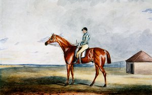 لورد جيرسي 'Riddlesworth' H. Edwards Up ، حوالي عام 1931 (ألوان مائية على ورق) بواسطة إدوارد دنكان