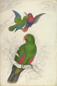 إكلكتوس روراتوس بوليكلوروس ، كاليفورنيا. 1830-32. بواسطة إدوارد لير