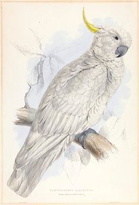 Plyctolophus Galeritus. كوكاتو كبريت أكبر. بواسطة إدوارد لير