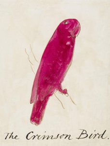 The Crimson Bird ، من ستة عشر رسمًا للطيور المصورة (القلم والحبر على الورق) بواسطة إدوارد لير