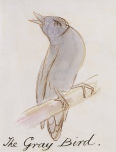 الطائر الرمادي ، من "ستة عشر رسمًا للطيور الهزلية" (قلم وحبر ومرحاض على ورق) بواسطة إدوارد لير