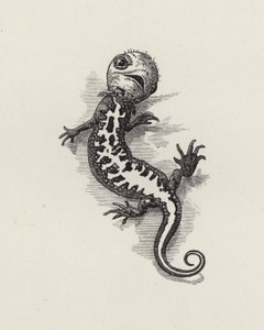 رسم توضيحي للأطفال الصغار بواسطة تشارلز كينجسلي (نقش) بواسطة إدوارد لينلي (بعد) سامبورن