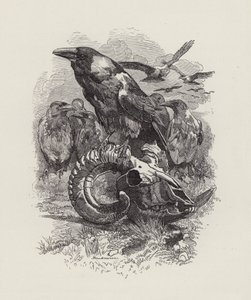 رسم توضيحي للأطفال الصغار بواسطة تشارلز كينجسلي (نقش) بواسطة إدوارد لينلي (بعد) سامبورن