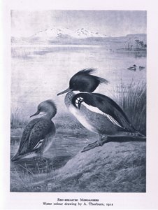 Red Breasted Merganser ، الطبيعة في بريطانيا نشرتها كولينز ، 1946 بواسطة إدوارد نيل
