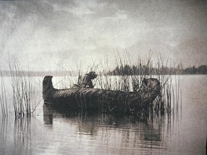 The Rush Gatherer ، مونتانا (صورة b / w) بواسطة إدوارد شريف كيرتس