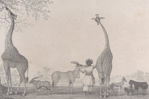 الزرافات المهيبة والرائعة ، أو Cameleopards ، مع بعض الحيوانات النادرة للغزال ... ، 1838. بواسطة إدوارد ويليامز كلاي