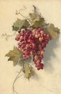 العنب ضد الجدار الأبيض ، 1883. بواسطة إدوين ديكين