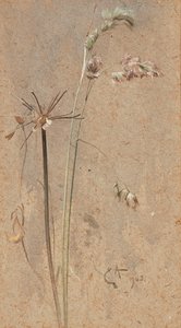 Cocksfoot Grass (ألوان مائية على ورق برتقالي) بواسطة إدوين جون ألكسندر
