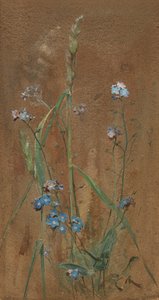 Forget-Me-Not (ألوان مائية على ورق بني) بواسطة إدوين جون ألكسندر