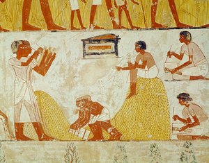 تسجيل الحصاد من مقبرة منة (رسم جداري)