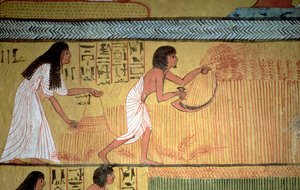 تفاصيل مشهد الحصاد على الجدار الشرقي ، من مقبرة سننجم ، قرية العمال ، المملكة الحديثة بواسطة الأسرة المصرية التاسعة عشرة