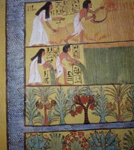 تفاصيل مشهد الحصاد على الجدار الشرقي ، من مقبرة سننجم ، قرية العمال ، المملكة الحديثة (رسم جداري) (انظر أيضًا 19829-30 و 67891) بواسطة الأسرة المصرية التاسعة عشرة