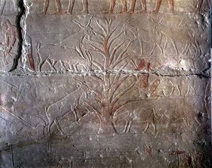 ماعز يأكل شجيرة ، نقش من مصطبة أخطيتب في سقارة ، المملكة القديمة (الحجر الجيري المطلي) بواسطة الأسرة الخامسة المصرية