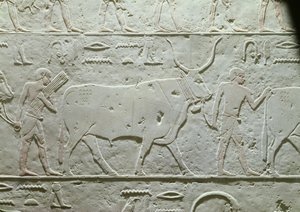 الراعي الذي يقود ثورًا ، التفاصيل من مصطبة أخثتب ، من سقارة ، المملكة القديمة ، c.2500 قبل الميلاد (الحجر الجيري المطلي)