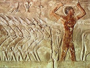 مجموعة من الحمير ، من مصطبة ميرروكا ، المملكة القديمة (رسم جداري)
