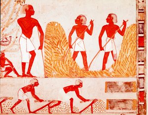 مشهد الحصاد في مصر القديمة (Fresco بواسطة مصري مصري