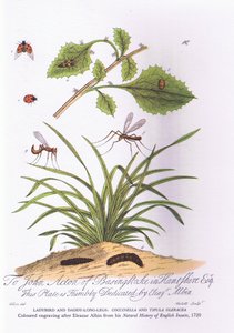ليدي بيرد ودادي لوند سيقان: Coccinella و Tipula Oleracea (لون ليثو) بواسطة العازار (بعد) ألبين