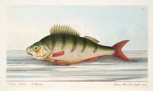 جثم ، من أطروحة حول الأسماك وبرك الأسماك ، حانة. 1832 (نقش يدوي)