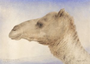 صورة للفنانين Dromedary ، 1862 (مرحاض فوق الجرافيت على الورق)