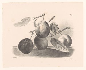 Pruimen aan takken مبادئ استخدام الزهور والفواكه للمبتدئين (عنوان السلسلة) بواسطة Daiwaille و Veldhuijzen