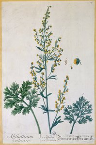 الأفسنتين ، لوحة من "Herbarium Blackwellianum" للفنان ، 1757 (نقش الألوان) بواسطة إليزابيث بلاكويل