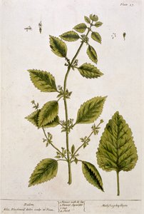 بلسم ، لوحة 27 من "A Curious Herbal" ، تم نشره عام 1782 (نقش الألوان) بواسطة إليزابيث بلاكويل